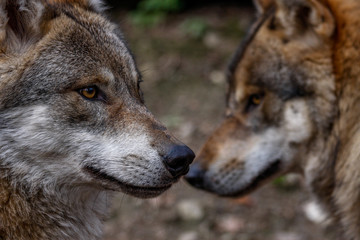 Zwei Wölfe im Profil
