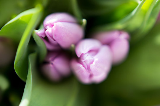 Beautiful bouquet of many small violet tulips Tulipa for celebration