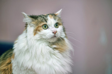 beautiful fluffy fat tricolor cat