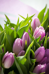 Beautiful bouquet of many small violet tulips Tulipa for celebration
