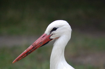 cigogne alsace