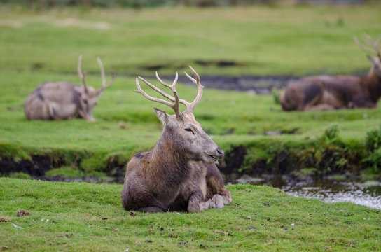 Pere Davids deer relaxing on a grassy bank next to a small stream