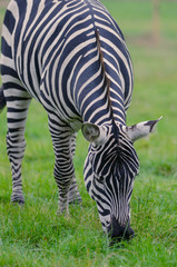 Fototapeta na wymiar A Zebra bends down to graze on the grass