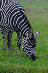 Fototapeta na wymiar A Zebra bends down to graze on the grass