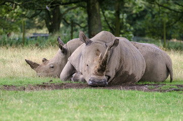 Two White Rhino relax on some grass mid afternoon