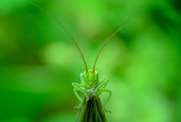 Closeup of a cute green grasshopper on a green background