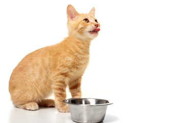 ginger kitten cat eating
