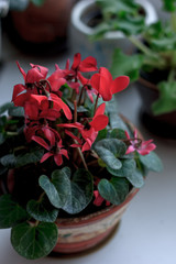 Beautiful pink or red cyclamen in a flower pot as home plant.
