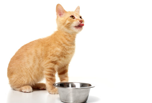 Ginger Kitten Cat Eating