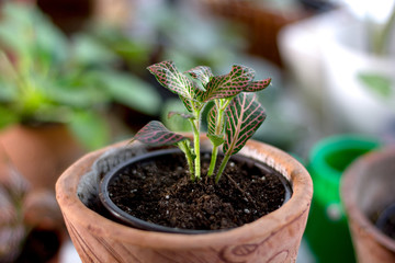 Fittonia home plant in a clay pot