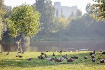 Flock of wild ducks on recreation park or zoo