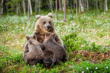 She-Bear feeding breast milk cubs. Brown bear, Scientific name: Ursus Arctos. Summertime.