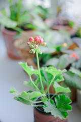 Pink geranium aka pelargonium at window as home plant.