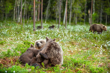 Fototapeta premium She-Bear feeding breast milk cubs. Brown bear, Scientific name: Ursus Arctos. Summertime.