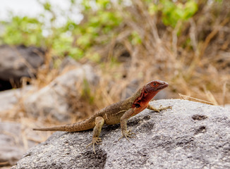 Lava lizard (Microlophus delanonis), Punta Suarez, Espanola or Hood Island, Galapagos, Ecuador