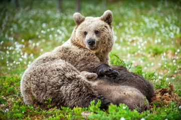 Obraz premium She-Bear feeding breast milk cubs. Brown bear, Scientific name: Ursus Arctos. Summertime.