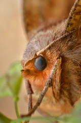 Extreme closeup of a moth