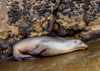 Sea Lion (Zalophus wollebaeki), Puerto Velazco Ibarra, Floreana or Charles Island, Galapagos, Ecuador