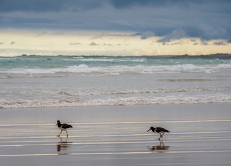 American oystercatcher (Haematopus palliatus), beach in Puerto Villamil, Isabela or Albemarle...