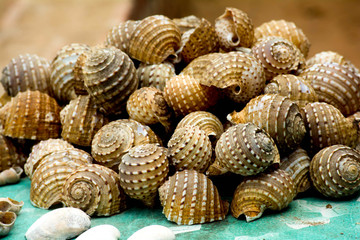 sea shells on a background digha zinuk samuk see beach shells environment seefood nature isolated...