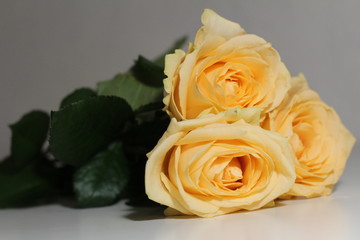 yellow roses on the white background
