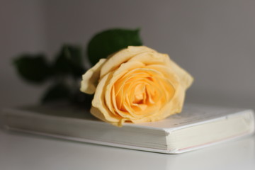 yellow rose on  white background