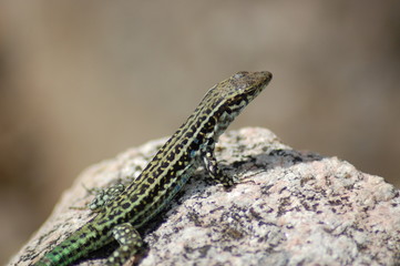 lezard