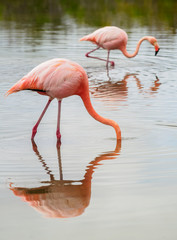 Greater flamingos (Phoenicopterus roseus), Lagoon by the Bachas Beach, Santa Cruz or Indefatigable Island, Galapagos, Ecuador