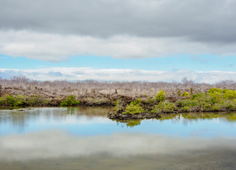 Lagoon by the Bachas Beach, Santa Cruz or Indefatigable Island, Galapagos, Ecuador