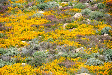 California Golden Poppy and Goldfields blooming in Walker Canyon, Lake Elsinore, CA. USA. Bright orange poppy flowers during California desert super bloom spring season.