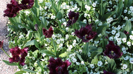 Tulpen in einem Tulpengarten am Gardasee