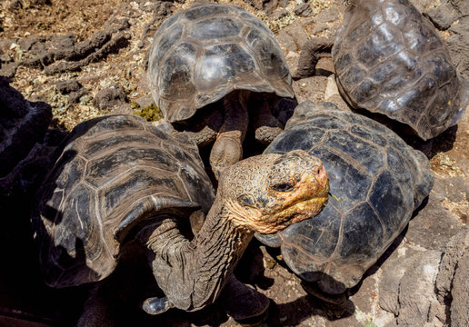 Giant Tortoises Breeding Center At Charles Darwin Research Station, Puerto Ayora, Santa Cruz Or Indefatigable Island, Galapagos, Ecuador