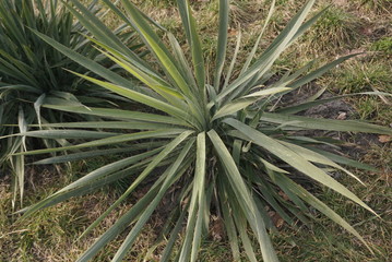  yucca in the spring   