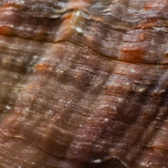 Natural shell haliotis mother of pearl