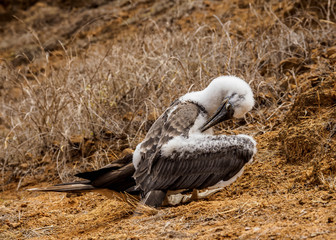 Blue-footed booby juvenile (Sula nebouxii), Punta Pitt, San Cristobal or Chatham Island, Galapagos, Ecuador