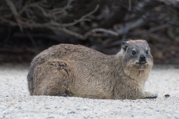 Dassie showing its teeth on a wall at Betty's Bay, South Africa