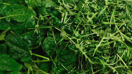 Fototapeta na wymiar Fresh leaves of arugula and spinach as background.