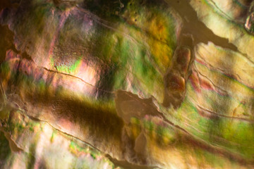 Natural shell haliotis of pearl iridescent texture