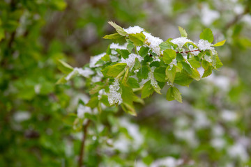 Snow on the leaves of young green. Natural disasters.