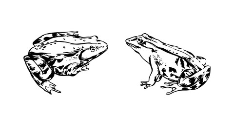 Hand drawn frogs. Vector sketch black isolated animal illustration on white background.