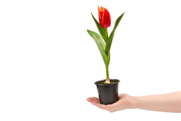 Tulip in a pot in woman hands isolated on white.