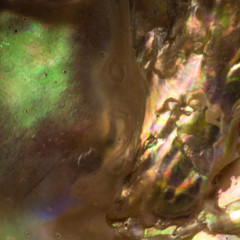 Natural shell haliotis of pearl iridescent texture