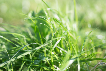 Obraz premium Green grass, close- up, summer time texture background