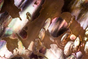 Natural shell haliotis of pearl iridescent texture