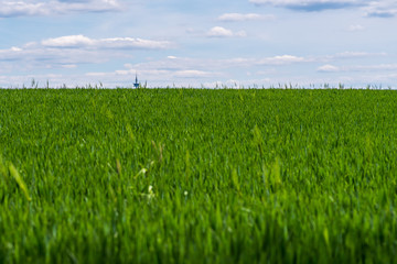 Blick über ein Gerstenfeld zum Horizont, Sendeturm im Hintergrund