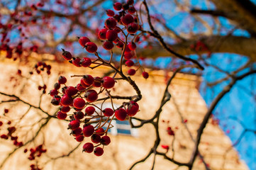 autumn's rowanberry
