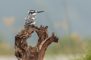 Pied Kingfisher in natural habitat