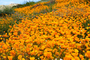 Fototapeta na wymiar California Golden Poppy and Goldfields blooming in Walker Canyon, Lake Elsinore, CA. USA. Bright orange poppy flowers during California desert super bloom spring season.