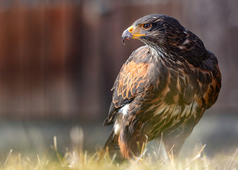 Wüstenbussard