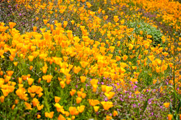 California Golden Poppy and Goldfields blooming in Walker Canyon, Lake Elsinore, CA. USA. Bright orange poppy flowers during California desert super bloom spring season.